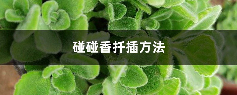 碰碰香扦插方法 (碰碰香怎么扦插)